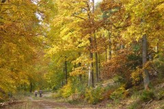 Wald001