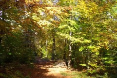 Wald002