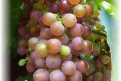 Weinbau000