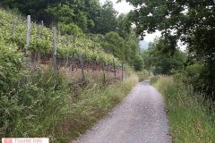 Weinbau003