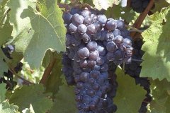 Weinbau009